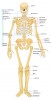 Bones Les os du corps humains 