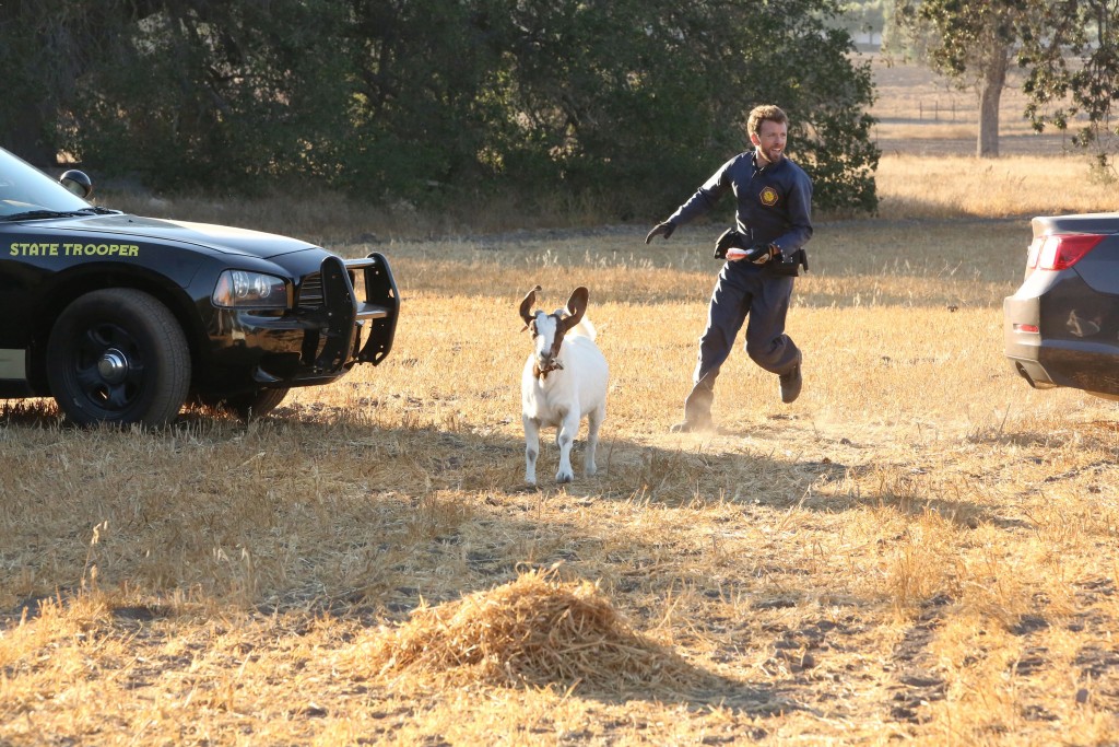 Jack Hodgins (TJ Thyne) cours après une chèvre